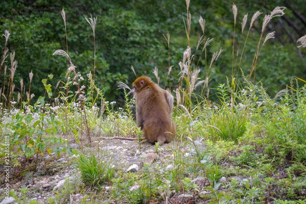 Fototapeta 猿の赤ちゃん