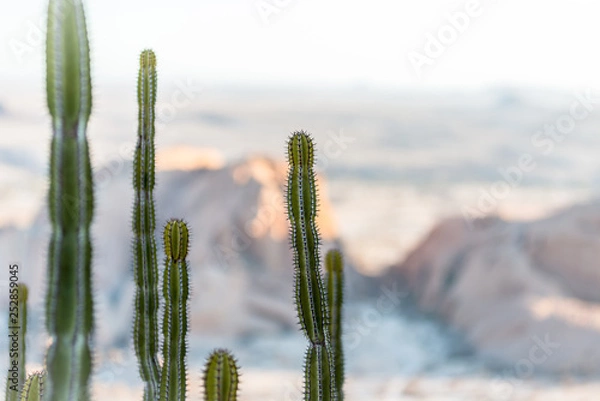 Obraz cactus