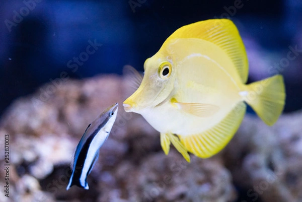 Fototapeta キイロハギ