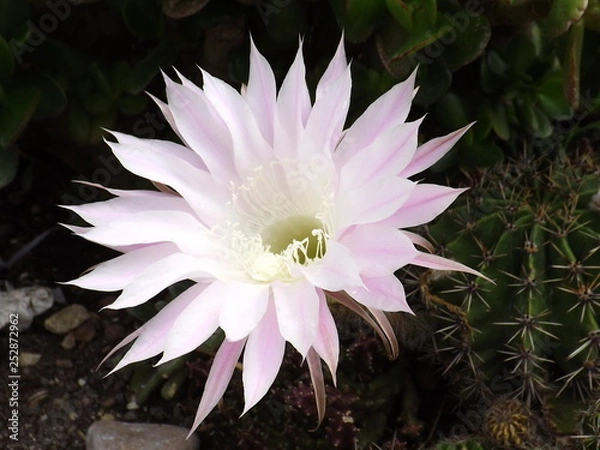 Obraz pink water lily
