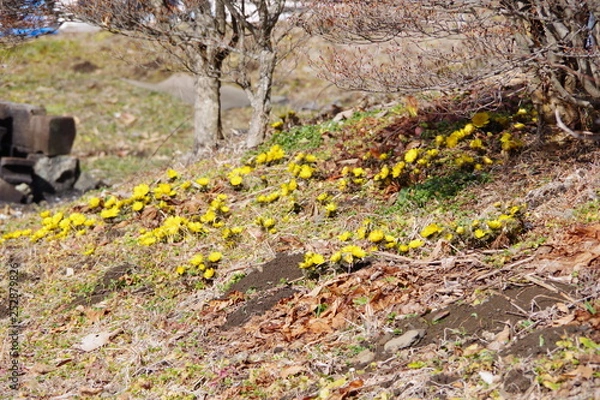 Obraz 福寿草　フクジュソウ