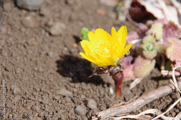 Obraz 福寿草　フクジュソウ　朝露　雫　しずく　朝つゆ
