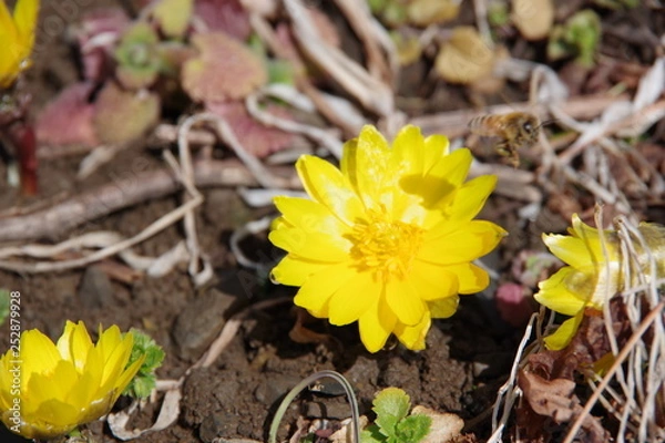 Obraz 福寿草　フクジュソウ　飛び立つ蜂　ハチ