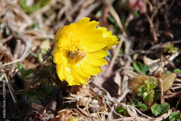 Obraz 福寿草　フクジュソウ　蜂　ハチ