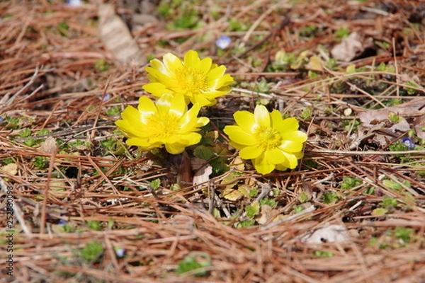 Obraz 福寿草　フクジュソウ　オオイヌノフグリ