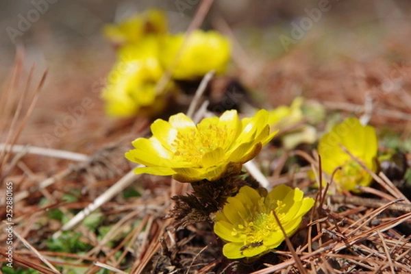 Obraz 福寿草　フクジュソウ