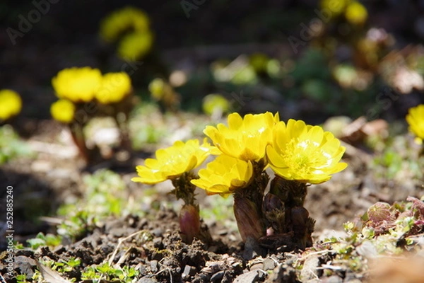 Obraz 福寿草　フクジュソウ　Adonis