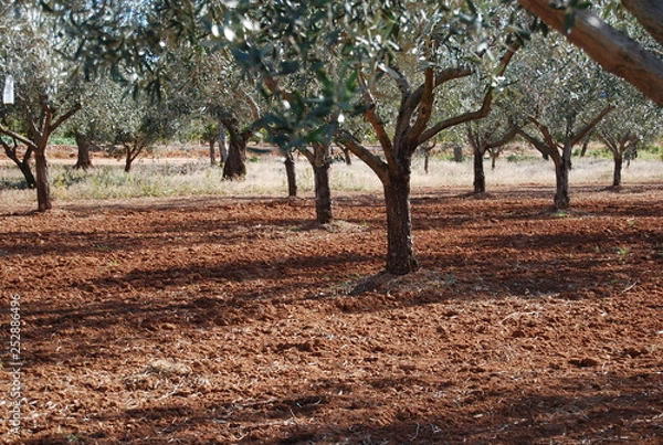 Fototapeta Olive Groves in Valencia Spain