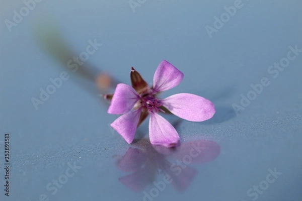 Fototapeta Micro Planta