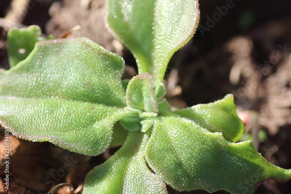 Fototapeta Hoja Verde