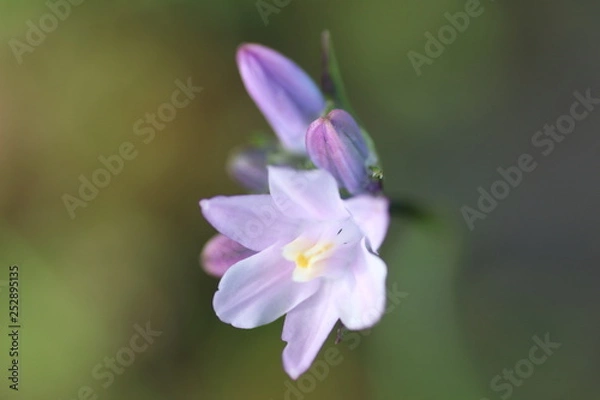 Fototapeta Micro Planta