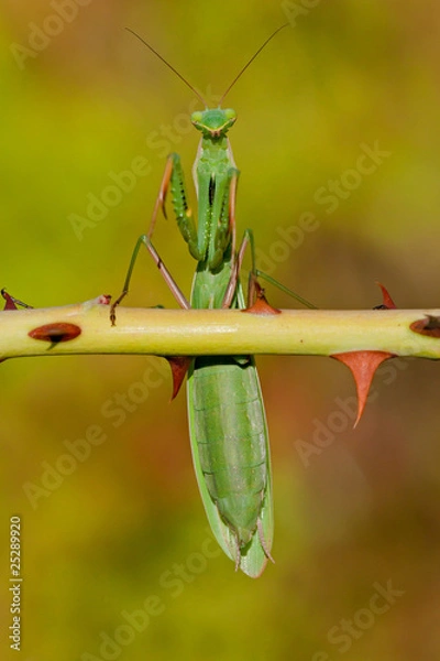 Obraz Mante religieuse
