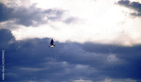 Fototapeta the brown pelican is the largest bird in costa rica. pelicans are artistic flyers and often seen hanging motionless in the sky
