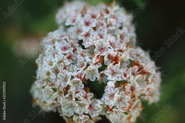 Fototapeta Florecitas