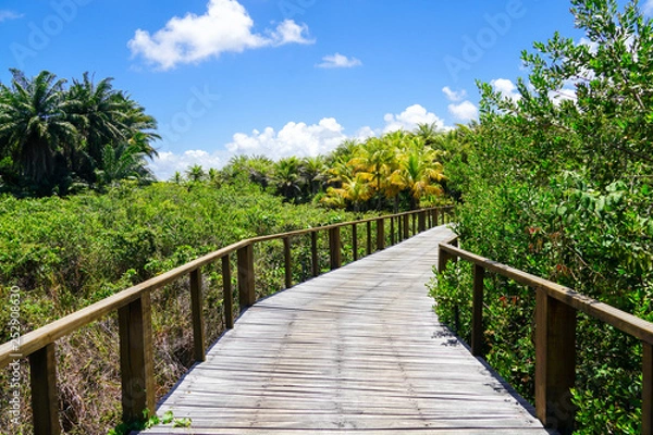 Obraz Perspective of wood bridge in deep tropical forest. Wooden bridge walkway in rain forest supporting lush ferns and palms trees during hot sunny summer. Praia do