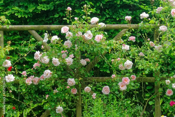 Obraz Rose Portrait.