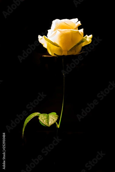 Obraz flower
