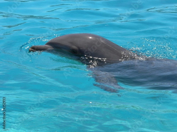 Obraz marineland - dauphin