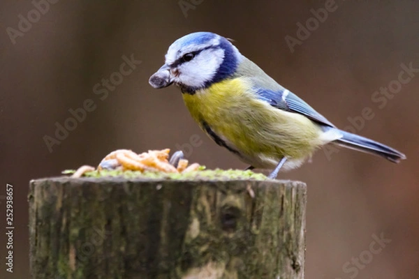 Fototapeta bluetit