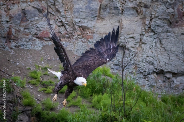Fototapeta Bald eagle