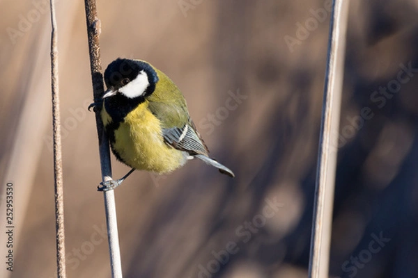 Fototapeta Carbonero