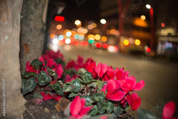 Fototapeta Flores rojas con bokeh al fondo