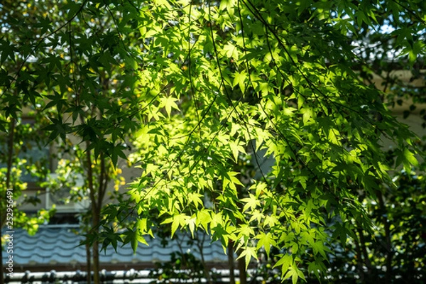 Obraz 新緑の紅葉