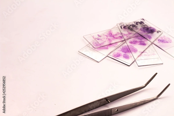 Fototapeta Small glasses with pieces of histological biopsies on white background. The number 128364 can be read in the glasses. Small metal clamp.