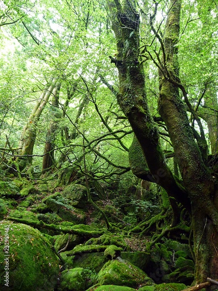 Fototapeta 屋久島