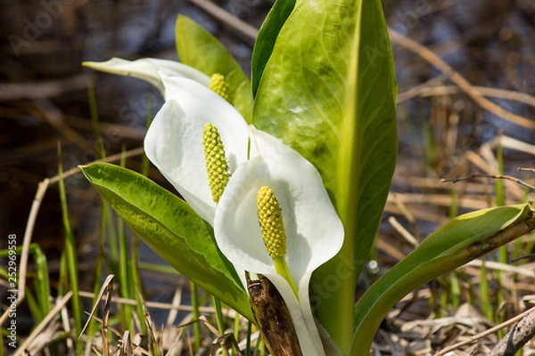 Obraz 水芭蕉、マクンベツ湿原 