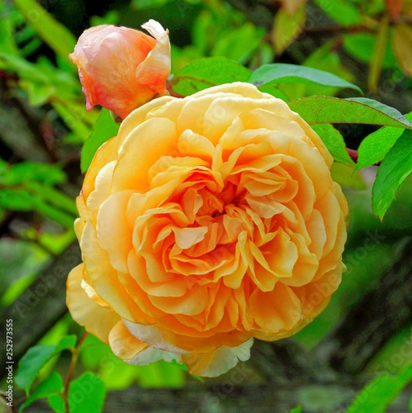 Fototapeta AMBER QUEEN