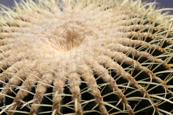 Obraz Echinocactus grusonii cactus