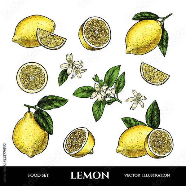Fototapeta Vector lemons hand drawn sketch. Sketch vector  food illustration. Vintage style