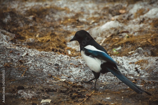 Obraz Magpie on the lawn