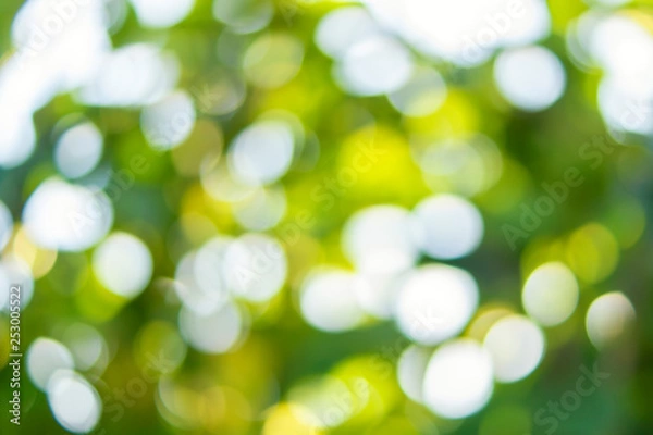 Obraz Sunny bokeh background of natural foliage and sunbeams