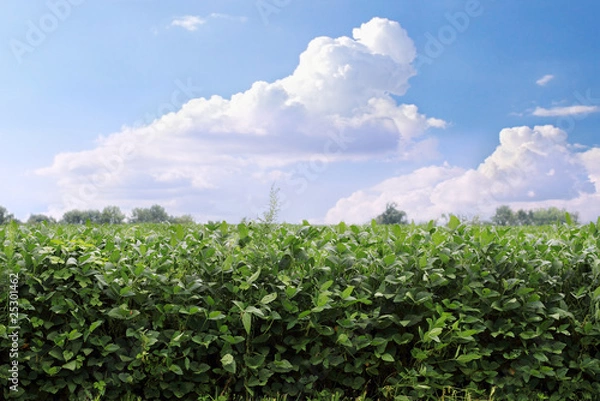 Fototapeta Soybean Field