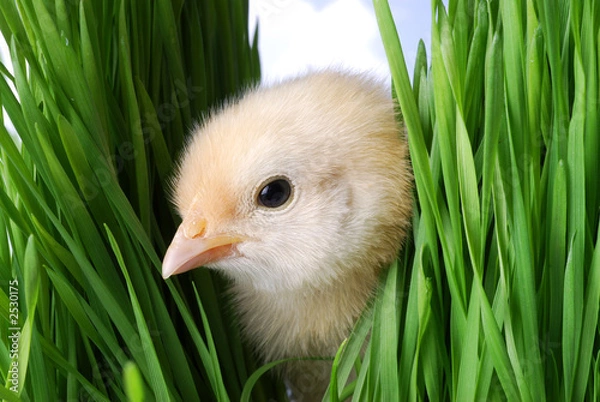 Fototapeta taking a peak through the grass