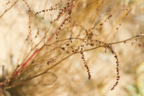Obraz Abstract withered plant