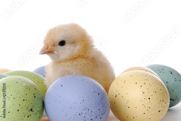 Fototapeta baby  chick with  easter eggs
