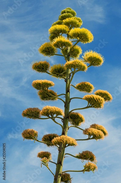 Fototapeta fleur d'agave