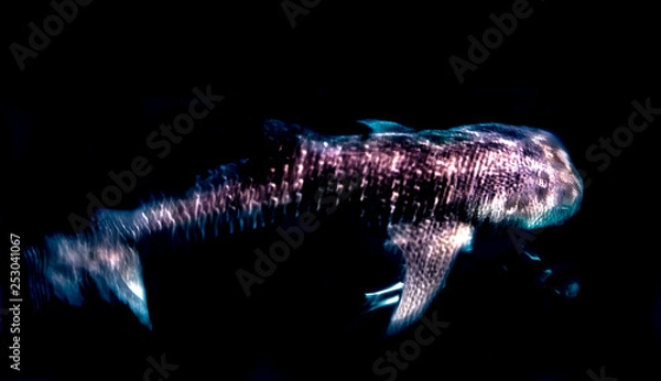 Obraz whaleshark