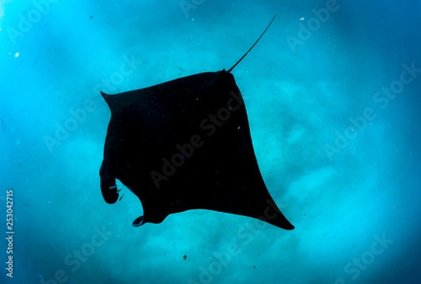 Obraz manta glides