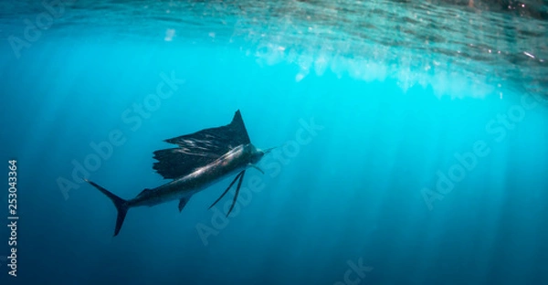 Obraz sailfish 