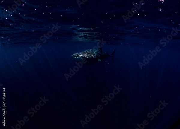 Obraz whaleshark in the dark