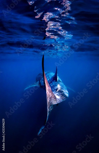 Obraz whaleshark