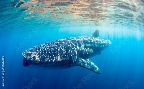 Obraz whaleshark