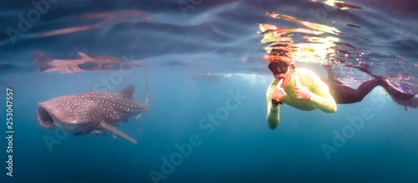 Obraz open wide whaleshark 
