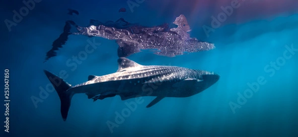 Obraz whaleshark