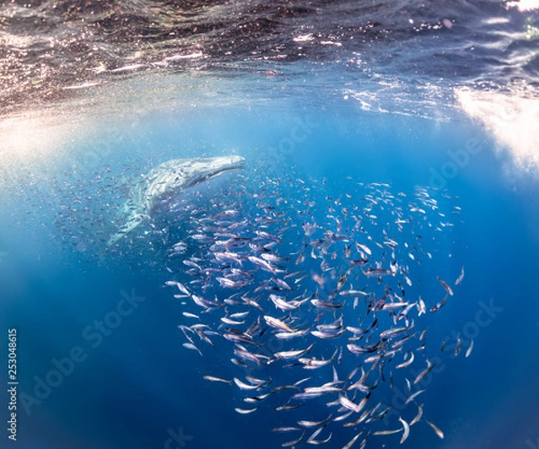 Obraz whaleshark