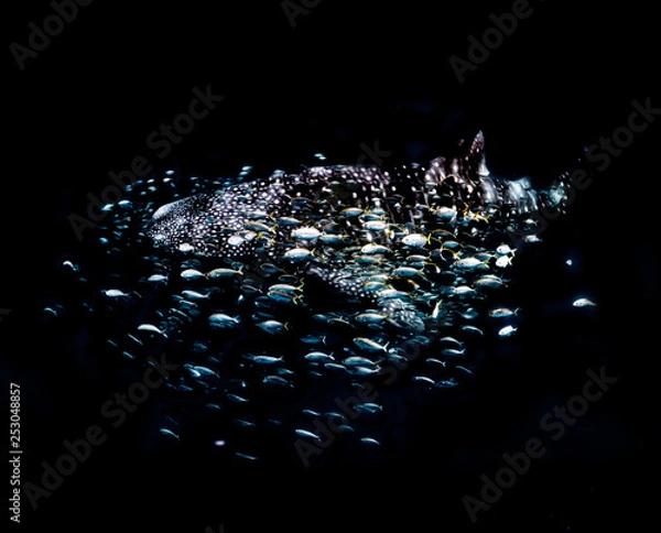 Obraz whaleshark